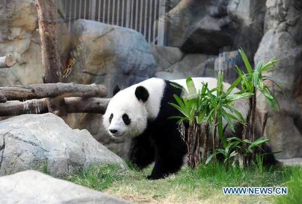 Panda Le Le walks at the Ocean Park in Hong Kong, south China, Aug. 8, 2010. Six children, who have the same birthday with giant pandas Le Le or Ying Ying born on Aug. 8, 2005 and Aug. 16, 2005 respectively, were invited by the Ocean Park to celebrate their birthday with the giant pandas Sunday. [Xinhua] 