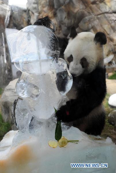 Panda Ying Ying tastes an ice cake at the Ocean Park in Hong Kong, south China, Aug. 8, 2010. [Xinhua] 