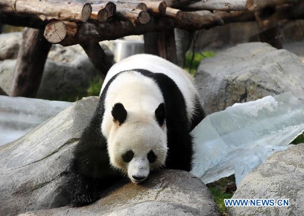 Panda Le Le plays on a piece of ice at the Ocean Park in Hong Kong, south China, Aug. 8, 2010. [Xinhua] 