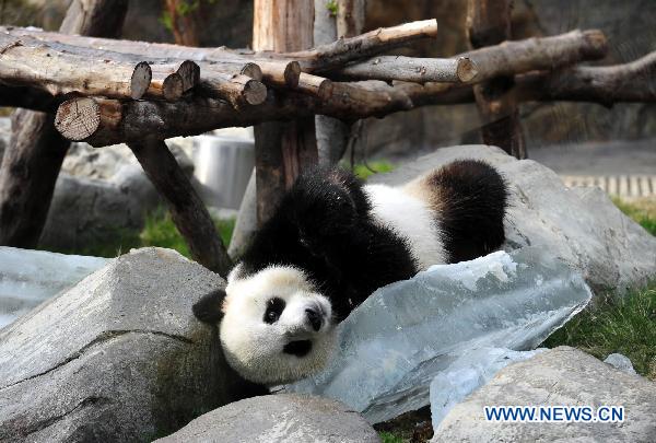 Panda Le Le plays on an ice brick at the Ocean Park in Hong Kong, south China, Aug. 8, 2010. [Xinhua] 