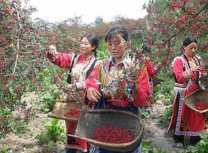 Women from Qiang minority group in Mao County of Sichuan province harvest pepper. [WWF]