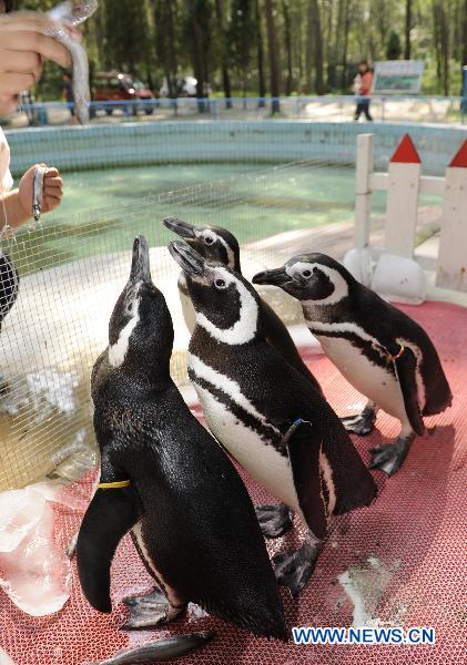 A visitor feeds the newly introduced Magellanic Penguins in the wild life zoo in Qinhuangdao, north China's Hebei Province, Aug. 7, 2010. Four Magellanic Penguins were introduced to the public recently in Qinhuangdao wild life zoo. [Xinhua/Yang Shiyao]