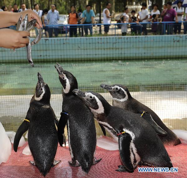 A visitor feeds the newly introduced Magellanic Penguins in the wild life zoo in Qinhuangdao, north China's Hebei Province, Aug. 7, 2010. Four Magellanic Penguins were introduced to the public recently in Qinhuangdao wild life zoo. (Xinhua/Yang Shiyao)