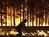 Russia wildfires