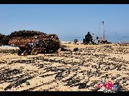 Located on the eastern tip of Shandong Peninsula, Weihai is the land of kelp. The popular port and tourist city produces 40 percent of China's kelp.[Photo by Liu Guoxing] 