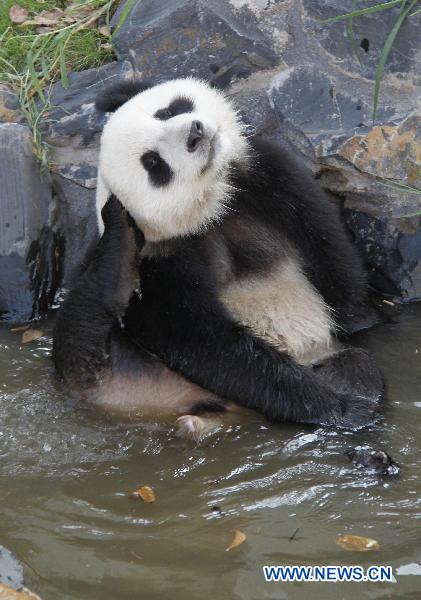 A giant panda plays in a pool at the panda park in Xiuning, east China&apos;s Anhui Province, Aug. 10, 2010. Three giant pandas, migranted from Ya&apos;an of southwest China&apos;s Sichuan, have adapted well to the summer heat in Xiuning. [Xinhua]
