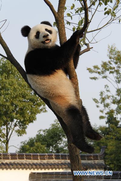 A giant panda plays on a tree at the panda park in Xiuning, east China&apos;s Anhui Province, Aug. 10, 2010. Three giant pandas, migranted from Ya&apos;an of southwest China&apos;s Sichuan, have adapted well to the summer heat in Xiuning. [Xinhua]