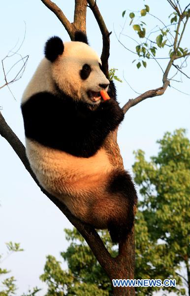 Giant pandas enjoy new home in Xiuning - China.org.cn