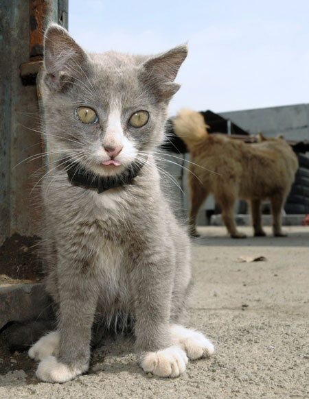 Luntik, a three-month-old kitten with four ears, looks on in Russia&apos;s far eastern city of Vladivostok August 11, 2010. There are no ear canals in Luntik&apos;s second pair of ears. The kitten lives at an automobile service station.[Xinhua/Reuters]