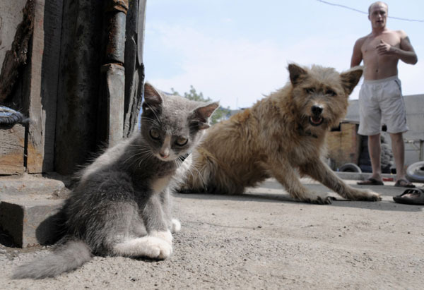 Luntik, a three-month-old kitten with four ears, looks on in Russia&apos;s far eastern city of Vladivostok August 11, 2010. There are no ear canals in Luntik&apos;s second pair of ears. The kitten lives at an automobile service station. [Xinhua/Reuters]