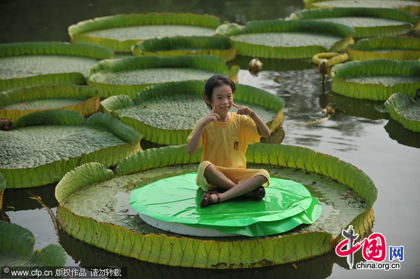 A girl poses for a picture sitting on a giant lotus leaf at Hefei Botanical Garden, in East China&apos;s Anhui province, Aug 11, 2010. The lotus leaf in the garden is about 1.2 meters in diameter, and can withstand up to 20 kilograms. [CFP] 