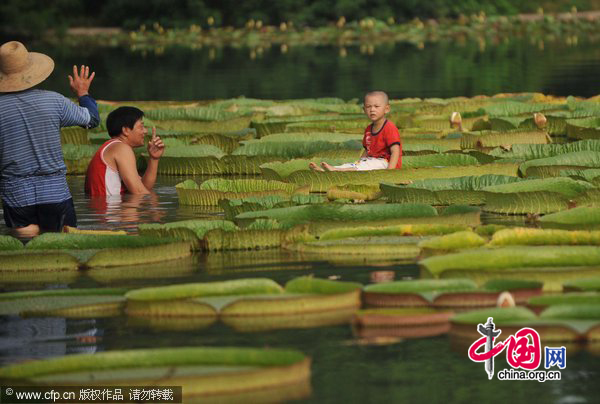 A boy plays on a giant lotus leaf at Hefei Botanical Garden, in East China&apos;s Anhui province, Aug 11, 2010. [CFP]