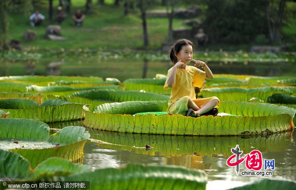 A girl plays on a giant lotus leaf at Hefei Botanical Garden, in East China&apos;s Anhui province, Aug 11, 2010. [CFP]