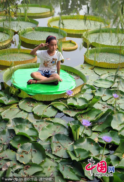 A girl plays on a giant lotus leaf at Hefei Botanical Garden, in East China&apos;s Anhui province, Aug 11, 2010. [CFP]