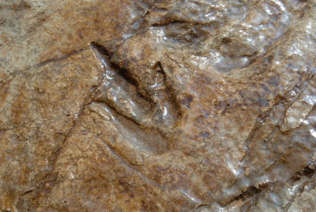 Photo taken on Aug. 9, 2010 shows a 10-centimeter-long dinosaur footprint fossil in the Huanglonggou area of Huanghua Township in Zhucheng City, east China&apos;s Shandong Province. 