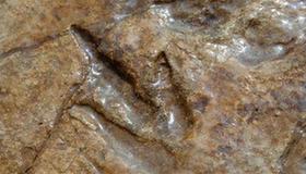 Dinosaur footprint fossil found in E.China