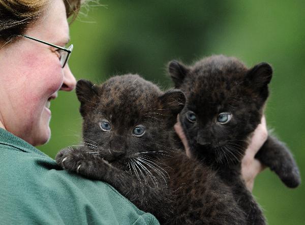 Two newborn panther twin cubs meet press and visitors at a zoo in Berlin, Germany, Aug. 13, 2010.