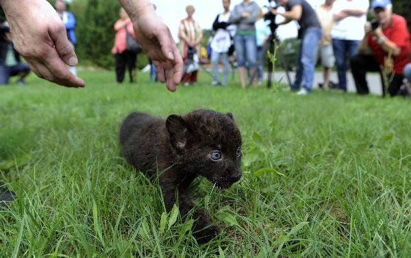 One of the newborn panther twin cubs meets press and visitors at a zoo in Berlin, Germany, Aug. 13, 2010.