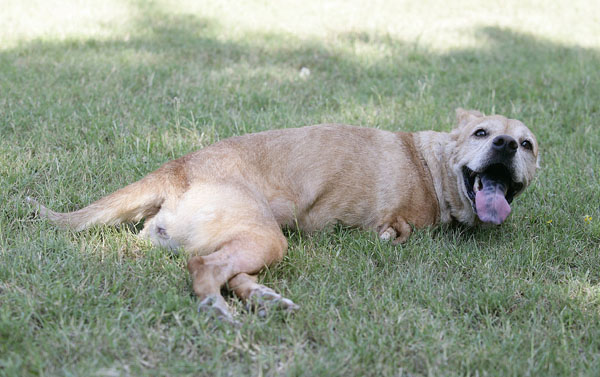 The two-legged dog 'Faith'