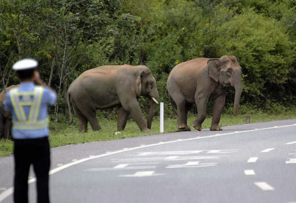 A policeman makes sure elephants cross the expressway safely in Xishuangbanna National Nature Reserve in Southwest China&apos;s Yunnan province, Aug 15, 2010. [Xinhua]