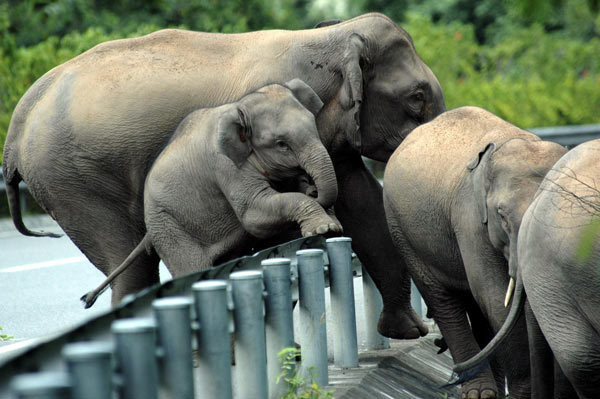 Wild elephants climb the guardrails of an expressway in Xishuangbanna National Nature Reserve in Southwest China&apos;s Yunnan province, Aug 15, 2010. [Xinhua]