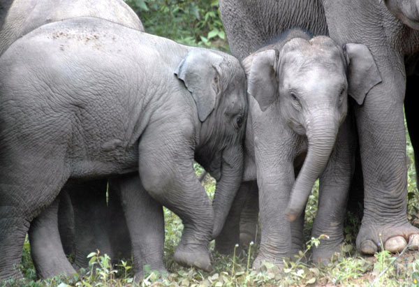 Wild elephants play near an expressway in Xishuangbanna National Nature Reserve in Southwest China&apos;s Yunnan province, Aug 15, 2010. [Xinhua]