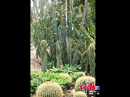 Located in Wanshi Mountain in Xiamen, Xiamen Botanical Garden is commonly known as the Wanshi Botanical Garden. Now the botanical garden grows more than 5,300 species of tropic and subtropical ornamental plants, and consists of 29 special plant gardens, each having its own unique characteristics. It is a tourist attraction with a long-lasting reputation in Fujian Province. [Photo by Yang Nan]  