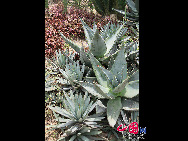 Located in Wanshi Mountain in Xiamen, Xiamen Botanical Garden is commonly known as the Wanshi Botanical Garden. Now the botanical garden grows more than 5,300 species of tropic and subtropical ornamental plants, and consists of 29 special plant gardens, each having its own unique characteristics. It is a tourist attraction with a long-lasting reputation in Fujian Province. [Photo by Yang Nan]  
