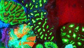 Colourful coral could pave way for cancer study