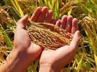 Chinese grain prices will remain stable