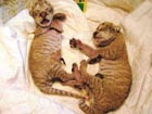 3 liger cubs born with 2 surviving at Taiwan Island Zoo