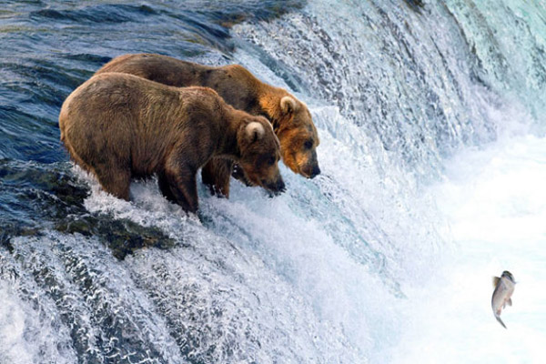 Brown bears hunt salmons in Alaska.
