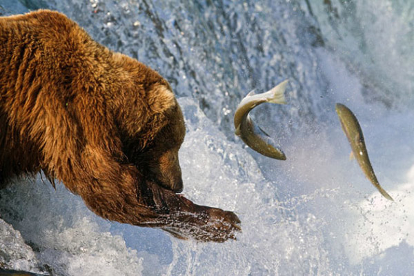 Brown bears hunt salmons in Alaska.