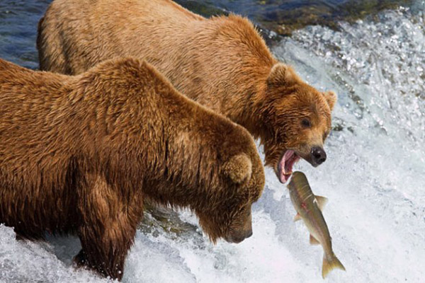 Brown bears hunt salmons in Alaska.