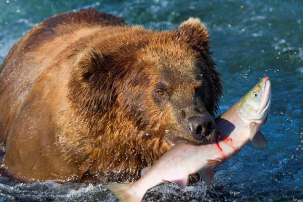 Brown bears hunt salmons in Alaska.