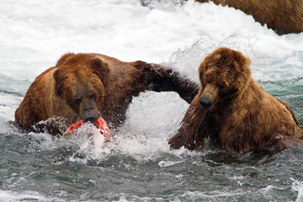 Brown bears hunt salmons in Alaska.