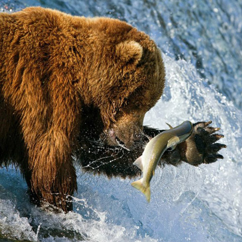 Brown bears hunt salmons in Alaska.