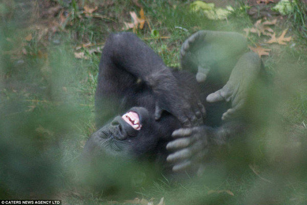 This undated image shows a young gorilla named Kumi rolling on his back having a good old belly laugh at the Bronx Zoo in New York, August, 2010. These hilariious photos were caught on camera by photographer Evan Hambrick, according to British newspaper Daily Mail. [gb.cri.cn]