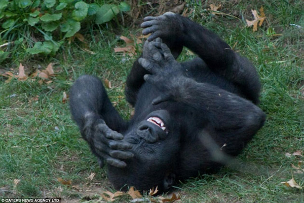 This undated image shows a young gorilla named Kumi rolling on his back having a good old belly laugh at the Bronx Zoo in New York, August, 2010. [gb.cri.cn]