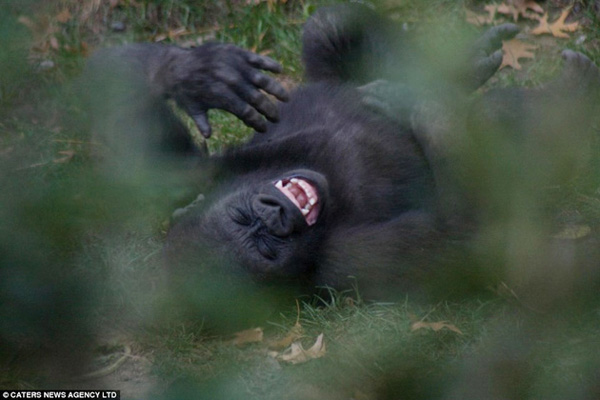 This undated image shows a young gorilla named Kumi rolling on his back having a good old belly laugh at the Bronx Zoo in New York, August, 2010. [gb.cri.cn]