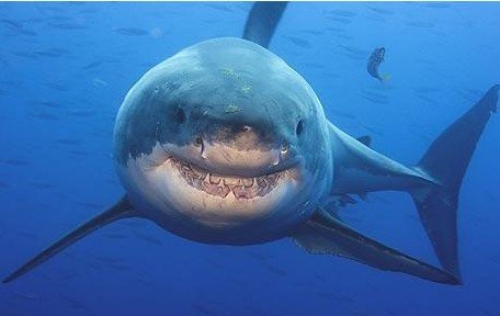 File photo: a great white shark.