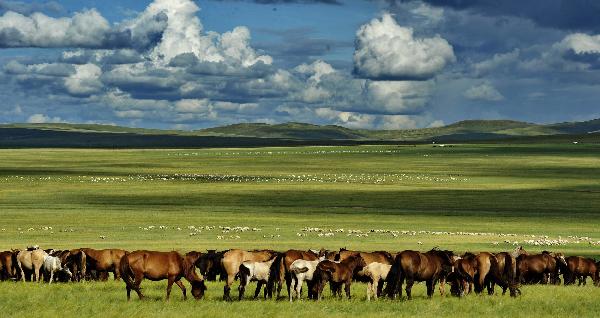 Photo taken on Aug. 16, 2010 shows the scenery of the Hulunbuir Plateau in Hulunbuir, north China's Inner Mongolia Autonomous Region. [Xinhua/Li Xin]