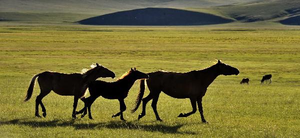  Horses wander on the Hulunbuir Plateau in Hulunbuir, north China's Inner Mongolia Autonomous Region, Aug. 15, 2010. [Xinhua/Li Xin]