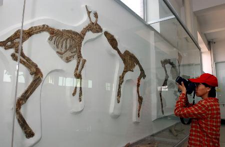 Tianyu Museum of Nature in Pingyi County,Shangdong province.[Photo source: www.baidu.com]