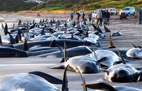 20 Beached Pilot Whales Die On New Zealand Beach; 43 Others Coaxed Back To Sea in December,2009[File photo]