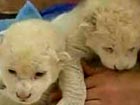 Rare white lion cubs born in Serbia Zoo