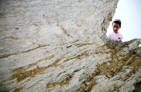 A girl looks at a silicified wood formed about 145 million years ago at the Nanjing Geological Museum in Nanjing, capital of east China&apos;s Jiangsu Province, Aug. 22, 2010. The Nanjing Geological Museum opens to the public free of charge during the summer vacation, attracting lots of citizens to learn about the knowledge of geological disasters. [Xinhua] 