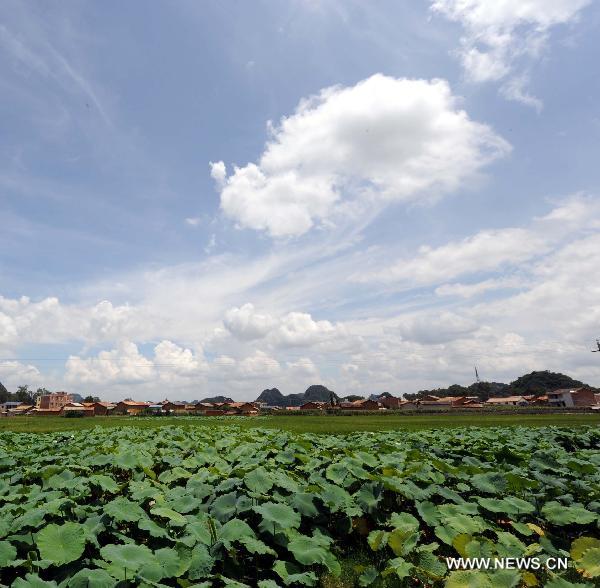 Photo taken on Aug. 21, 2010 shows lotus leaves in countryside of Zhuang-Miao Autonomous Prefecture of Wenshan, southwest China's Yunnan Province. [Xinhua/Yang Zongyou]