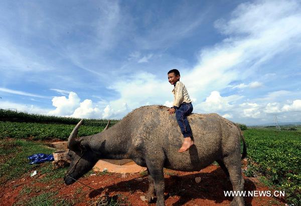  A boy sits on a cattle in Zhuang-Miao Autonomous Prefecture of Wenshan, southwest China's Yunnan Province, Aug. 21, 2010. [Xinhua/Yang Zongyou]