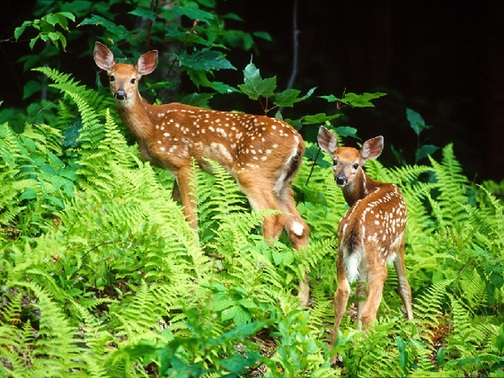 Deer may not always be so graceful and lovely, especially when they begin to harass people. A deer overpopulation on Dachen Island off the coast of Zhejiang Province has recently been disrupting locals' lives, Qianjiang Evening News reported. 